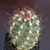 Sclerocactus_glaucus_1